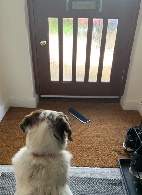 Pet Hates: Mail Chewed as it Comes Through the Letterbox! - Letterbox Supermarket